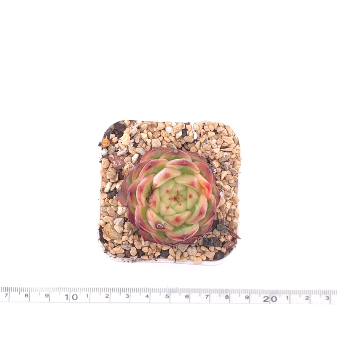 Echeveria ‘Red Malgan’ | 紅麥稈 thumbnail 4