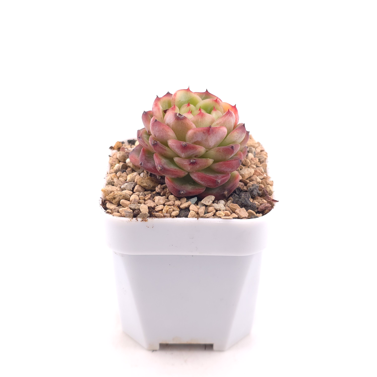 Echeveria ‘Red Malgan’ | 紅麥稈 thumbnail 3