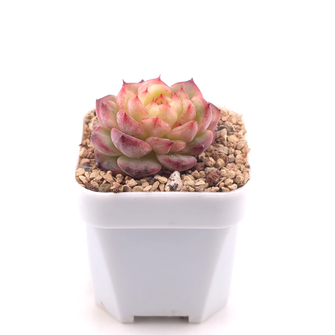 Echeveria ‘Red Malgan’ | 紅麥稈 thumbnail 3