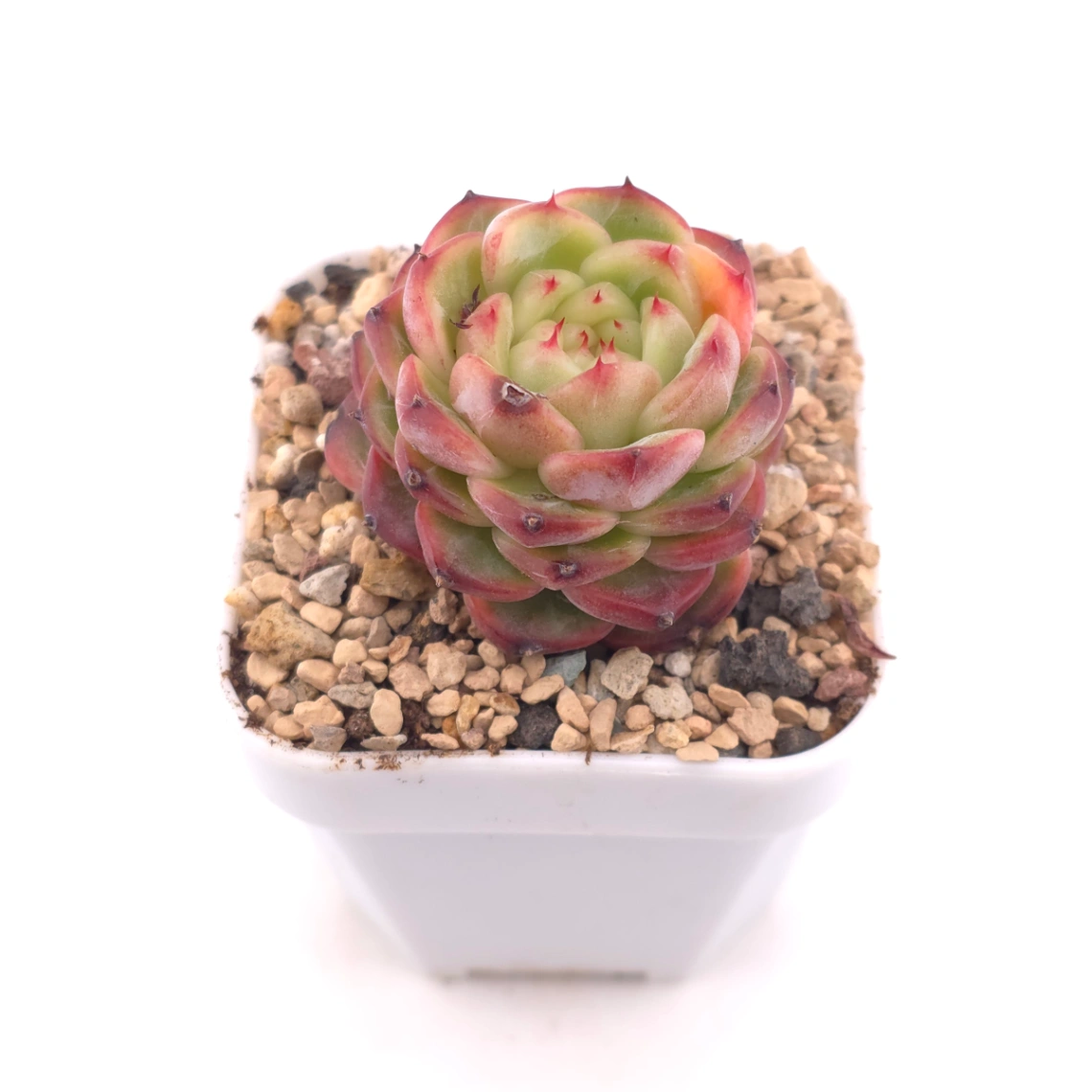 Echeveria ‘Red Malgan’ | 紅麥稈 thumbnail 2