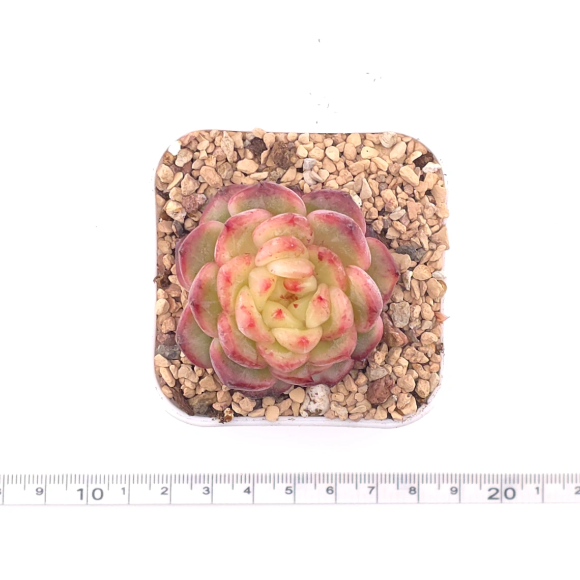 Echeveria ‘Red Malgan’ | 紅麥稈 thumbnail 4