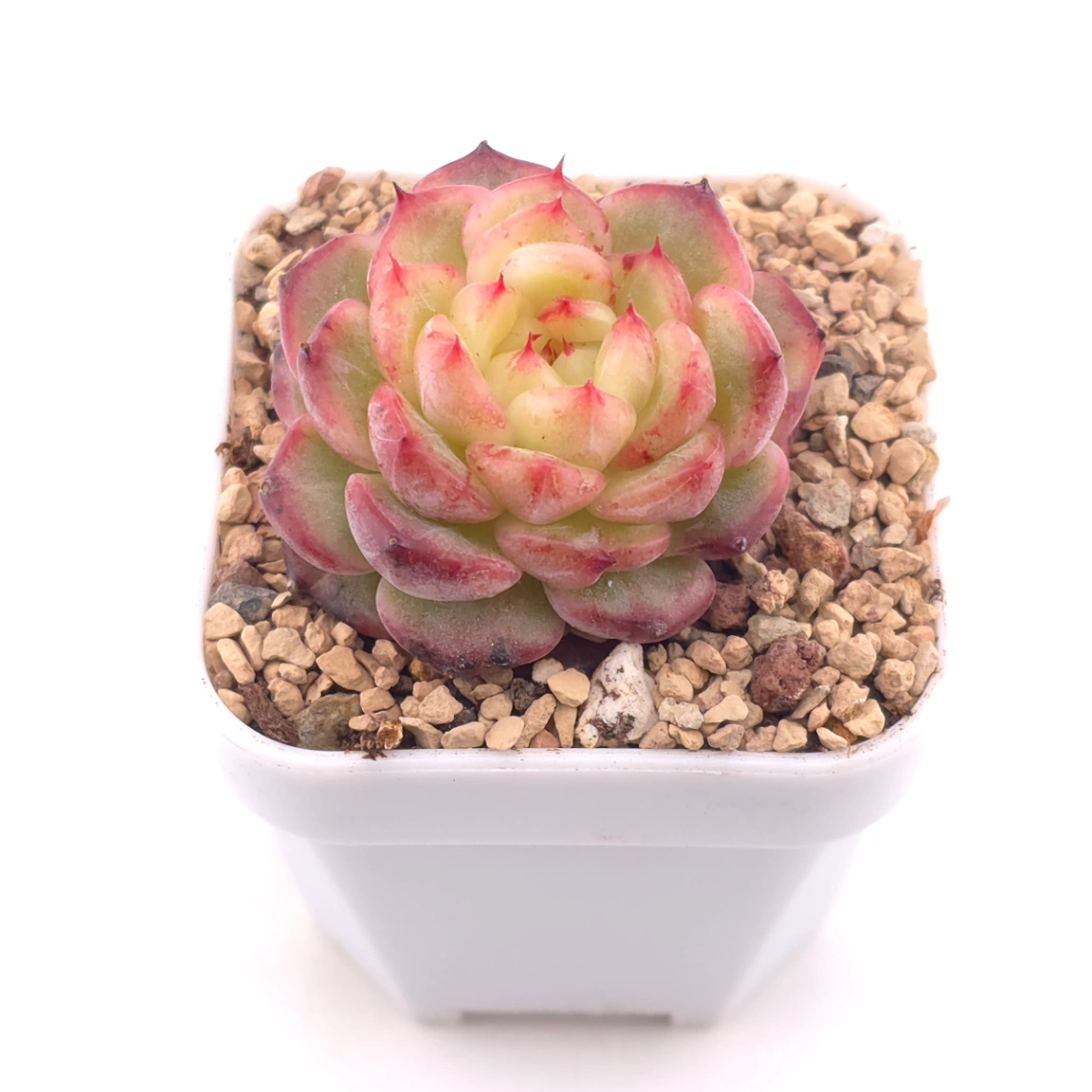 Echeveria ‘Red Malgan’ | 紅麥稈 thumbnail 2