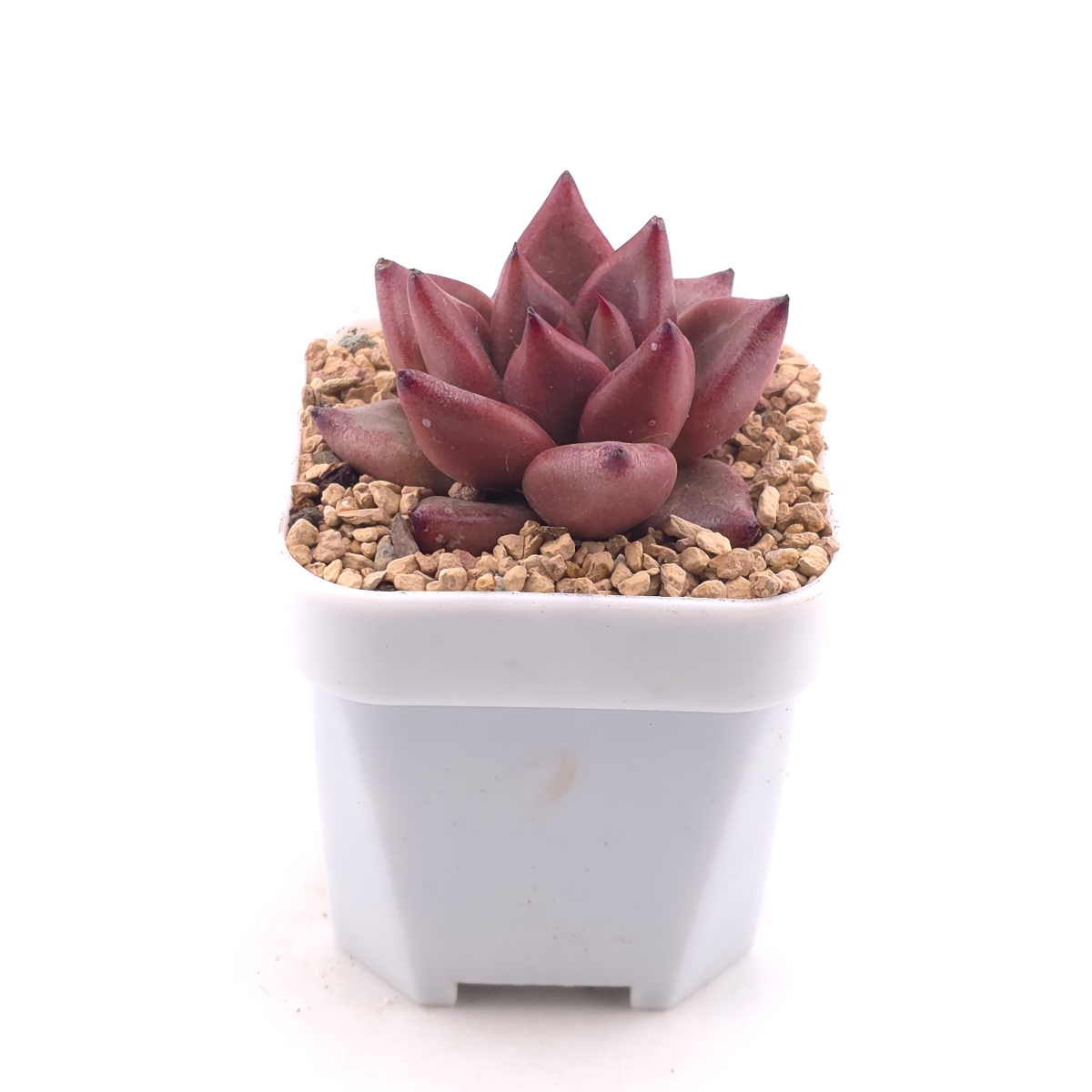 Echeveria 'Red Soul' | 紅魂 thumbnail 3