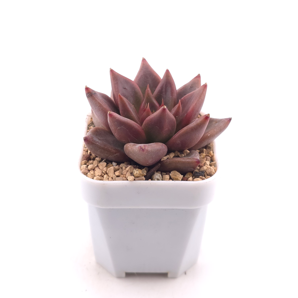 Echeveria 'Red Soul' | 紅魂 thumbnail 3