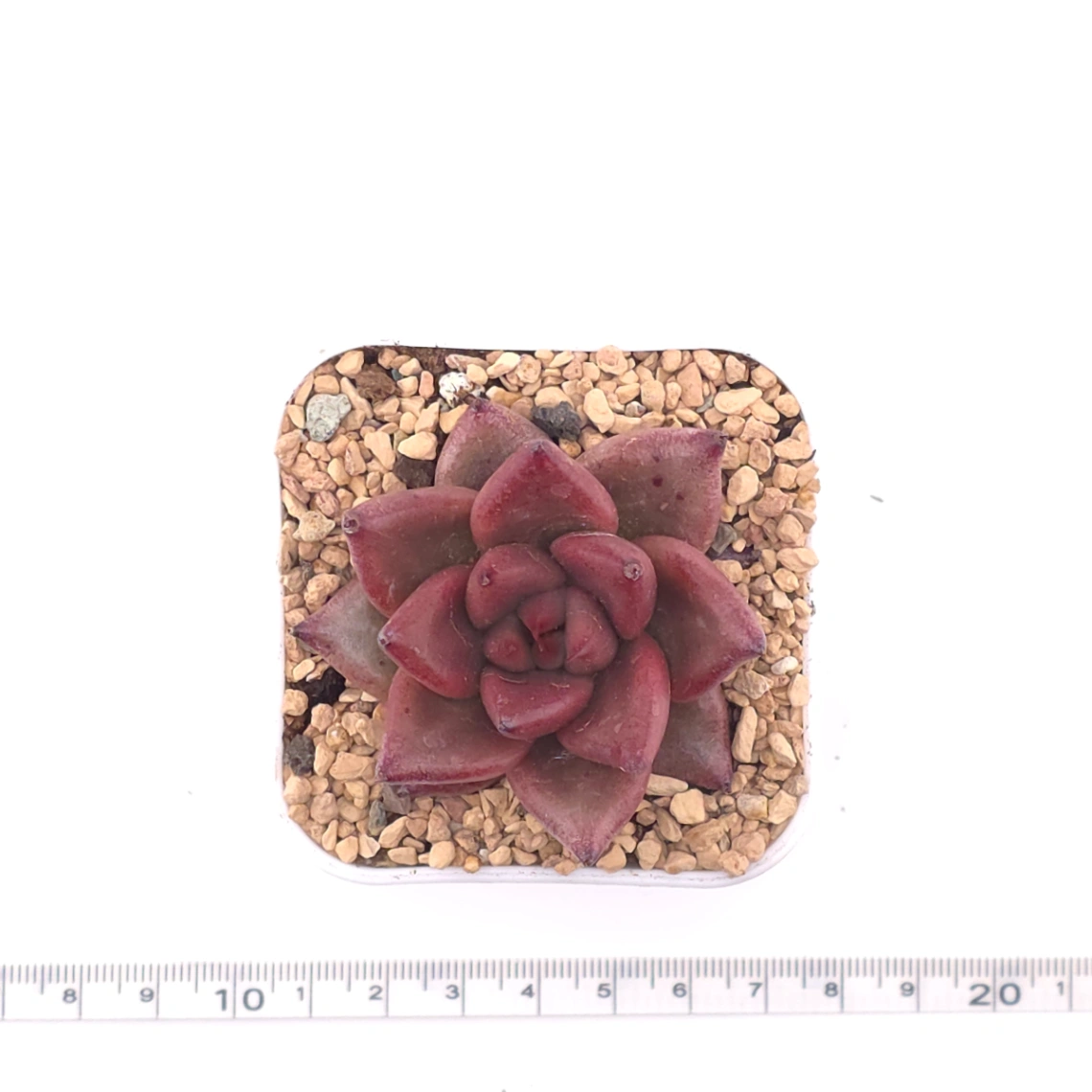 Echeveria 'Red Soul' | 紅魂 thumbnail 4
