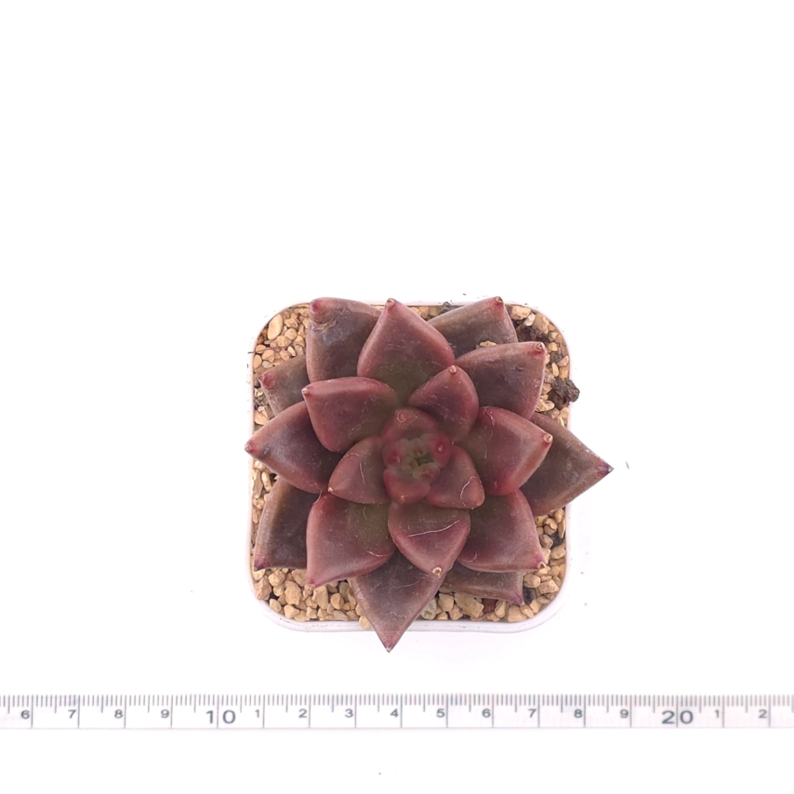 Echeveria 'Red Soul' | 紅魂 thumbnail 4