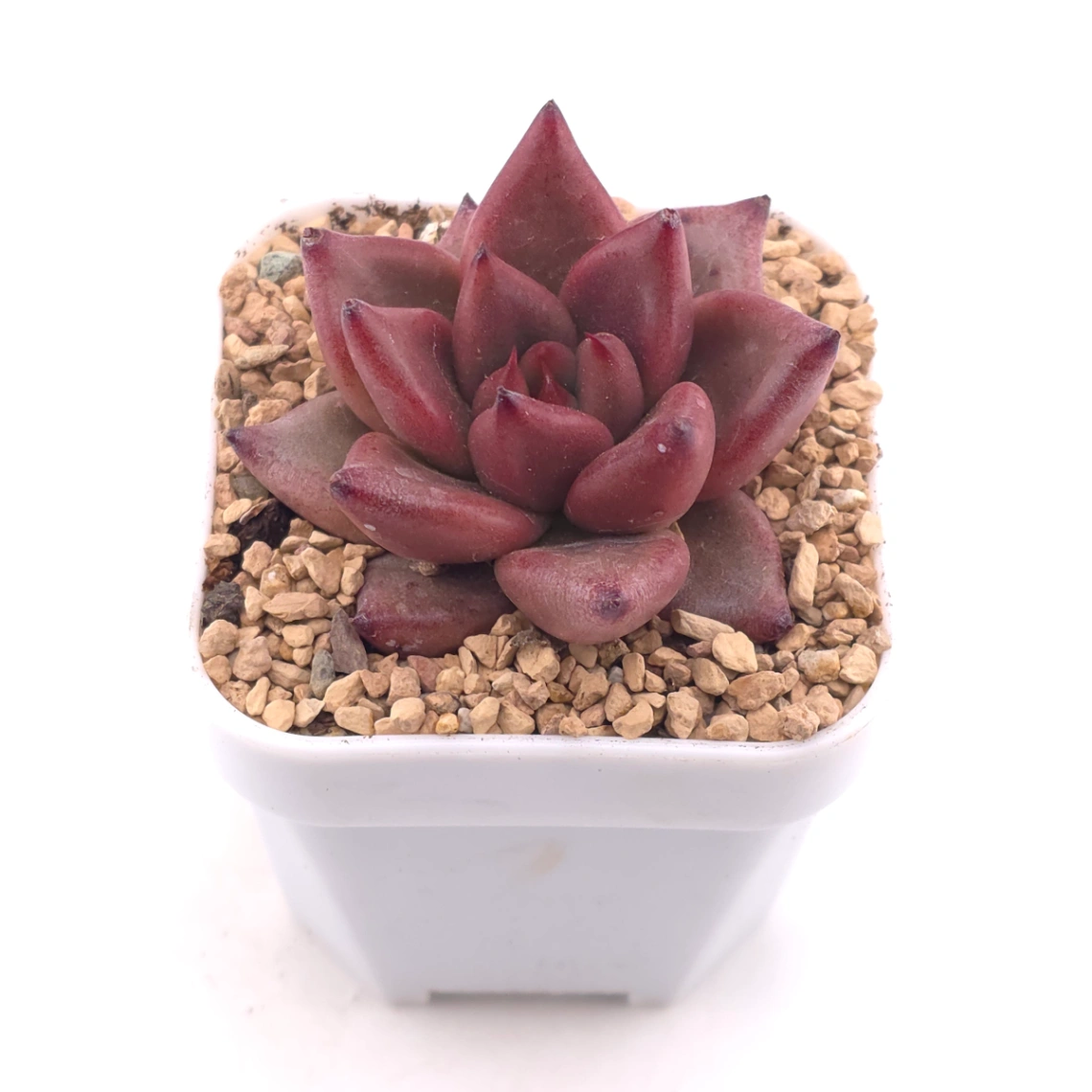 Echeveria 'Red Soul' | 紅魂 thumbnail 2