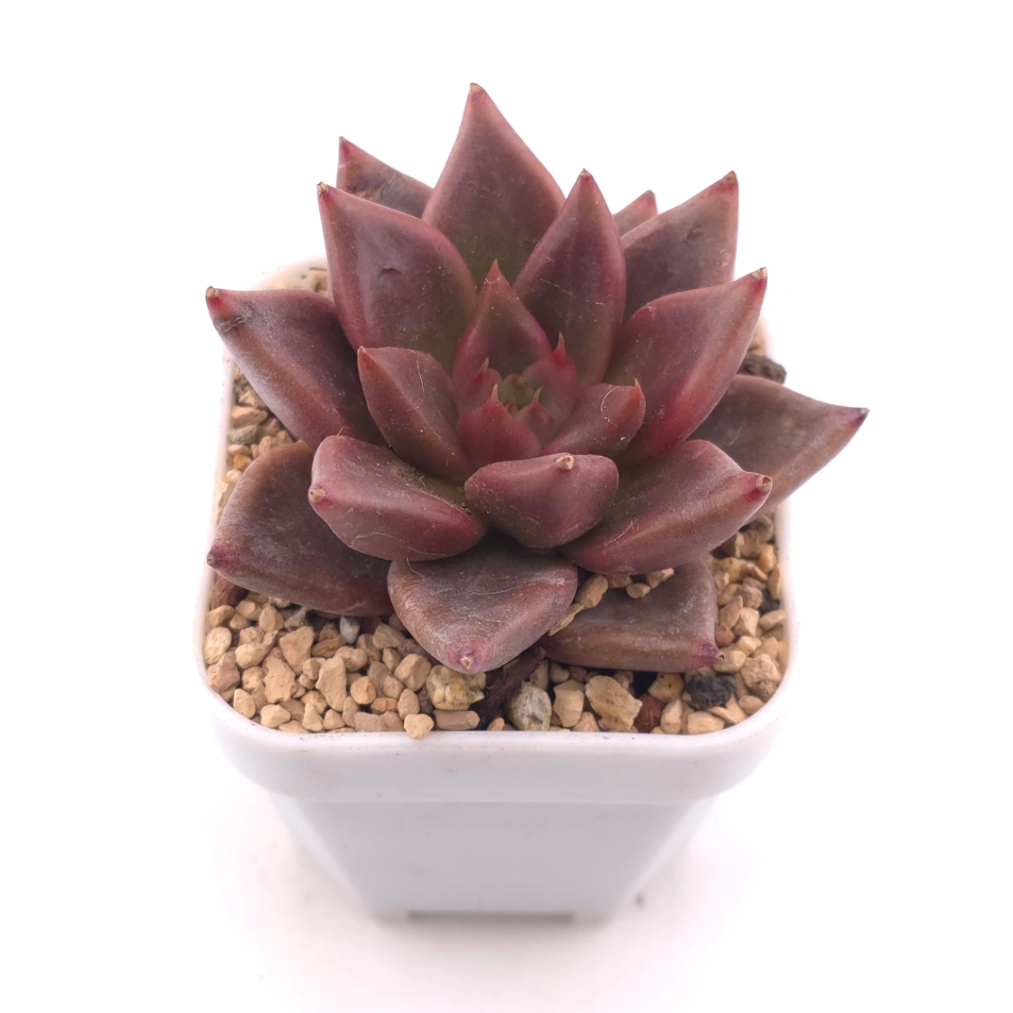 Echeveria 'Red Soul' | 紅魂 thumbnail 2