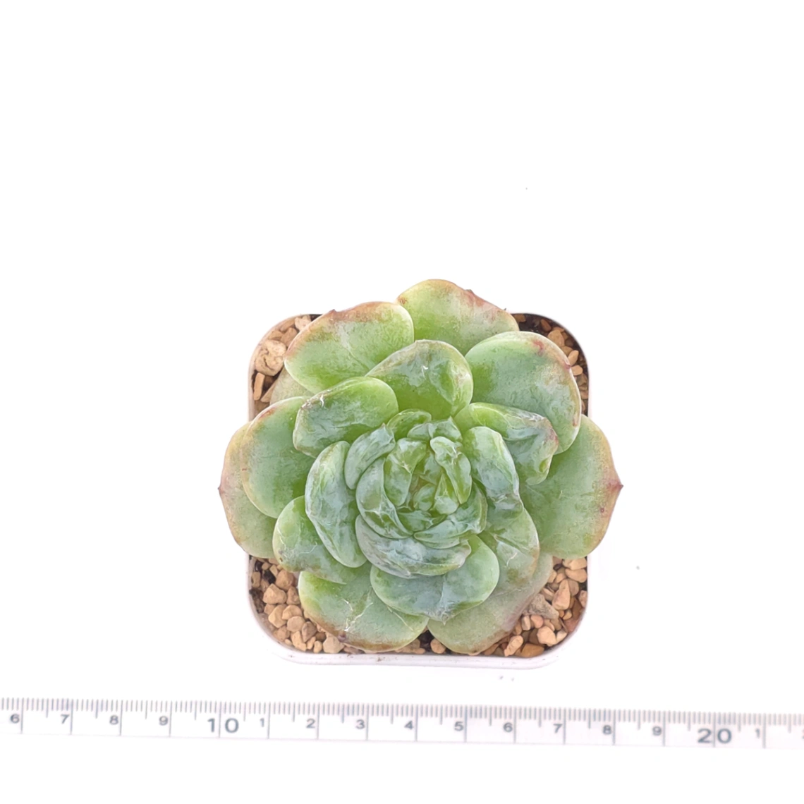 Echeveria 'Sarang' | 愛神 thumbnail 4