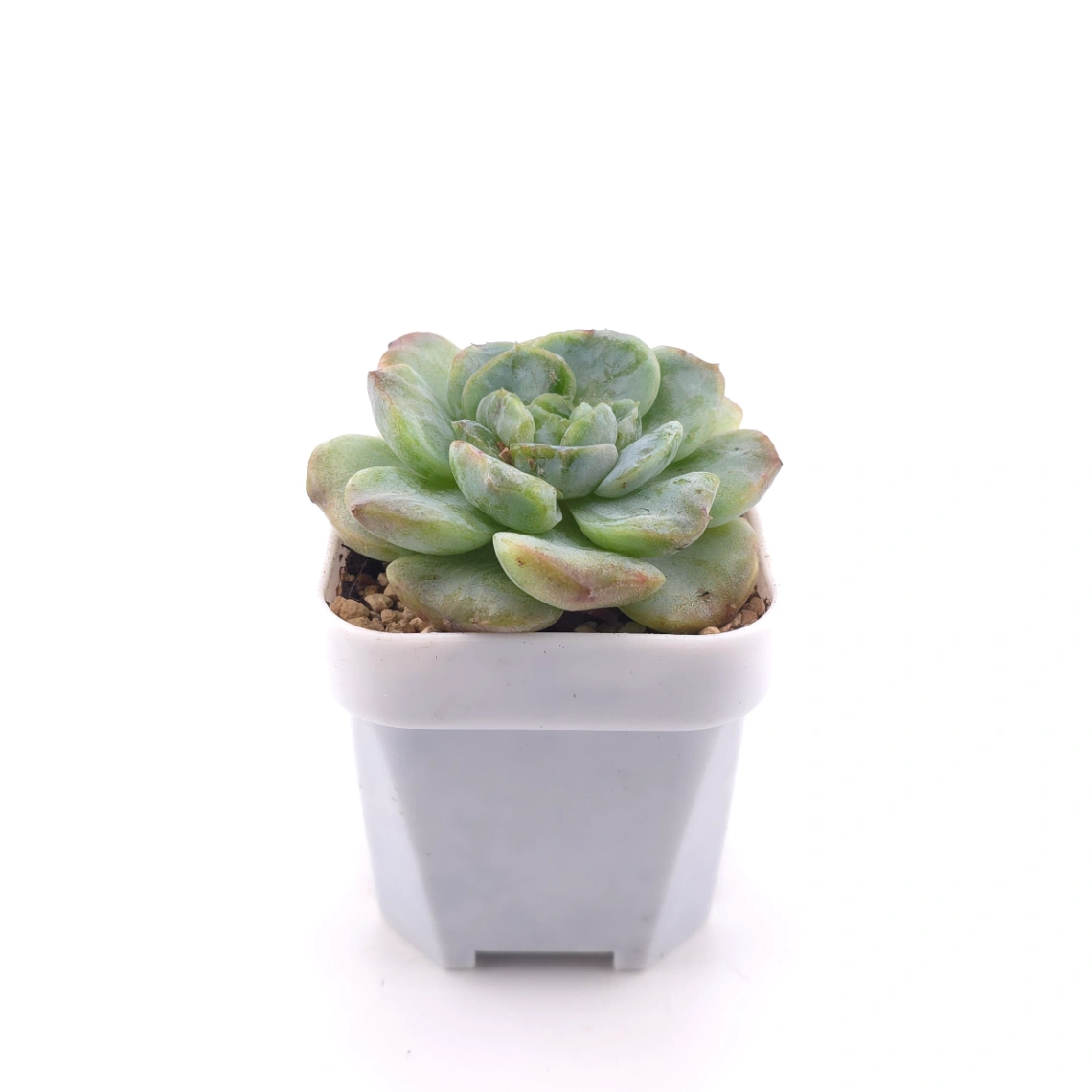 Echeveria 'Sarang' | 愛神 thumbnail 3