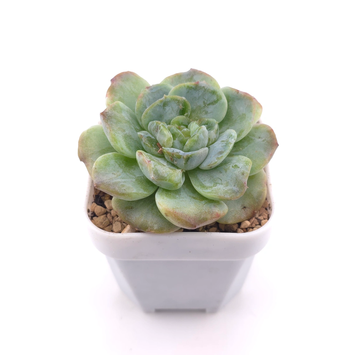 Echeveria 'Sarang' | 愛神 thumbnail 2