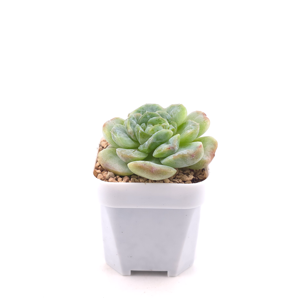 Echeveria 'Sarang' | 愛神 thumbnail 3