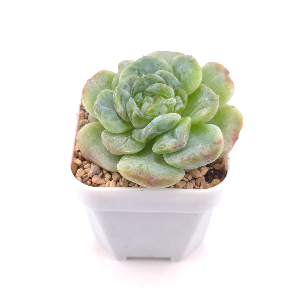 Echeveria 'Sarang' | 愛神 thumbnail 2