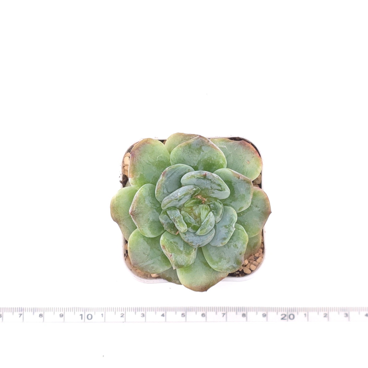 Echeveria 'Sarang' | 愛神 thumbnail 4