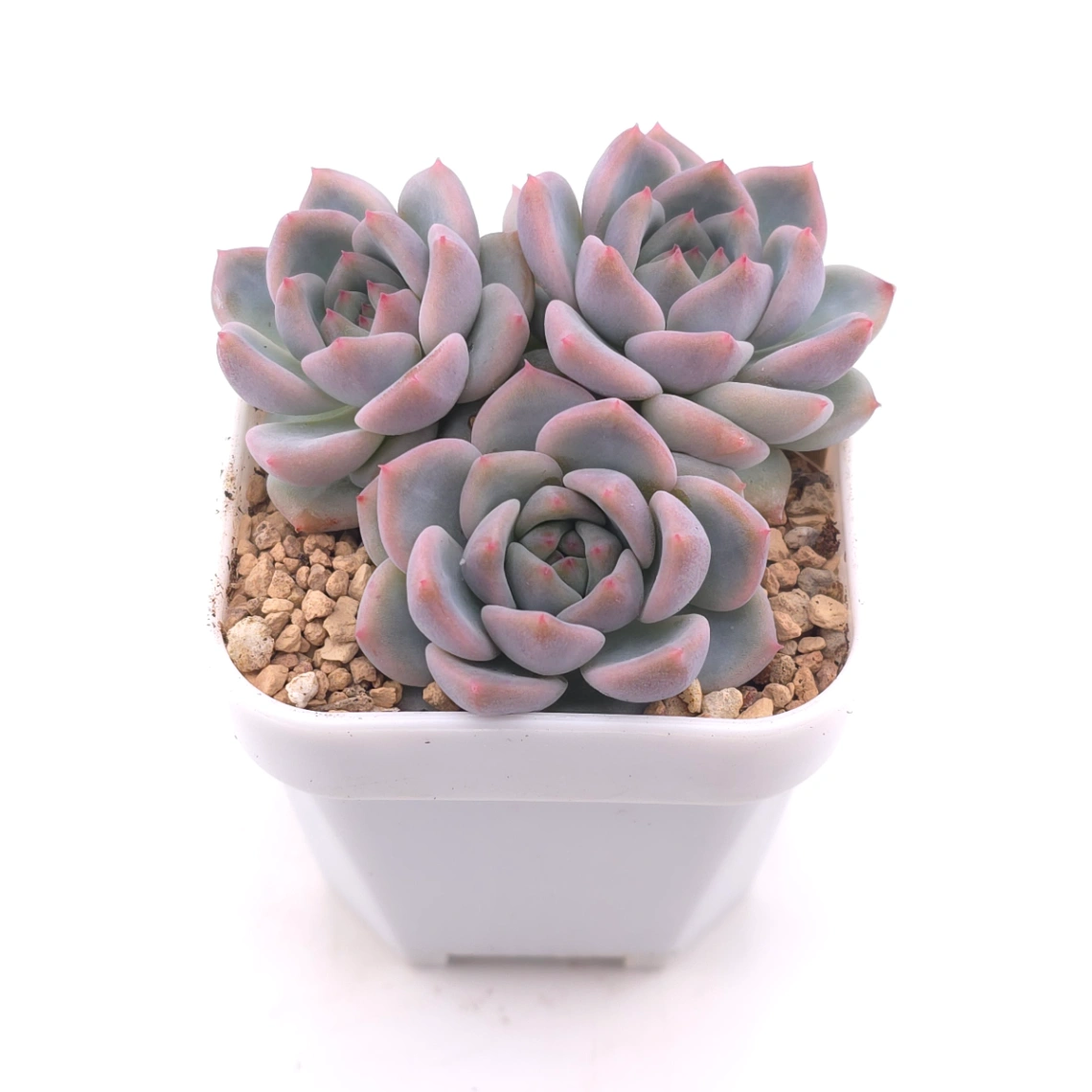 Echeveria ‘Snow Melanie’ | 雪媚娘 thumbnail 2