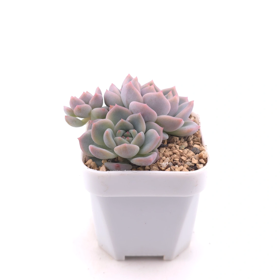 Echeveria ‘Snow Melanie’ | 雪媚娘 thumbnail 3
