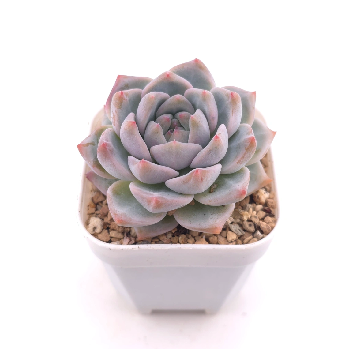 Echeveria ‘Snow Melanie’ | 雪媚娘 thumbnail 2