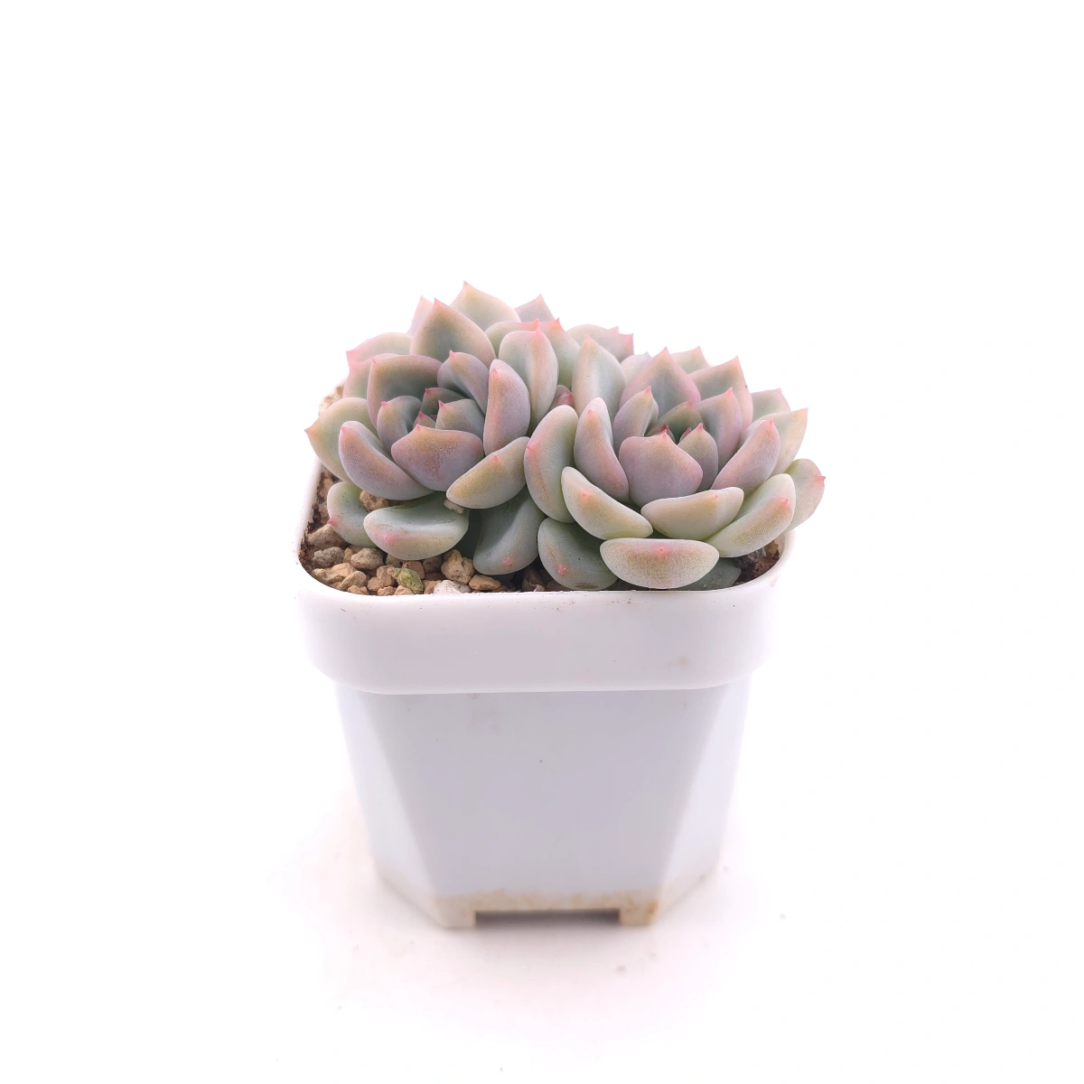 Echeveria ‘Snow Melanie’ | 雪媚娘 thumbnail 3