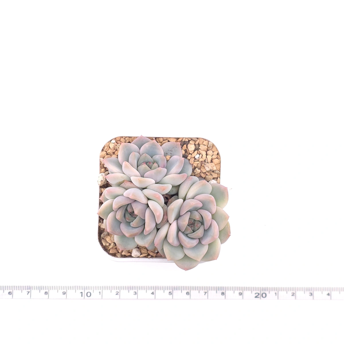 Echeveria ‘Snow Melanie’ | 雪媚娘 thumbnail 4