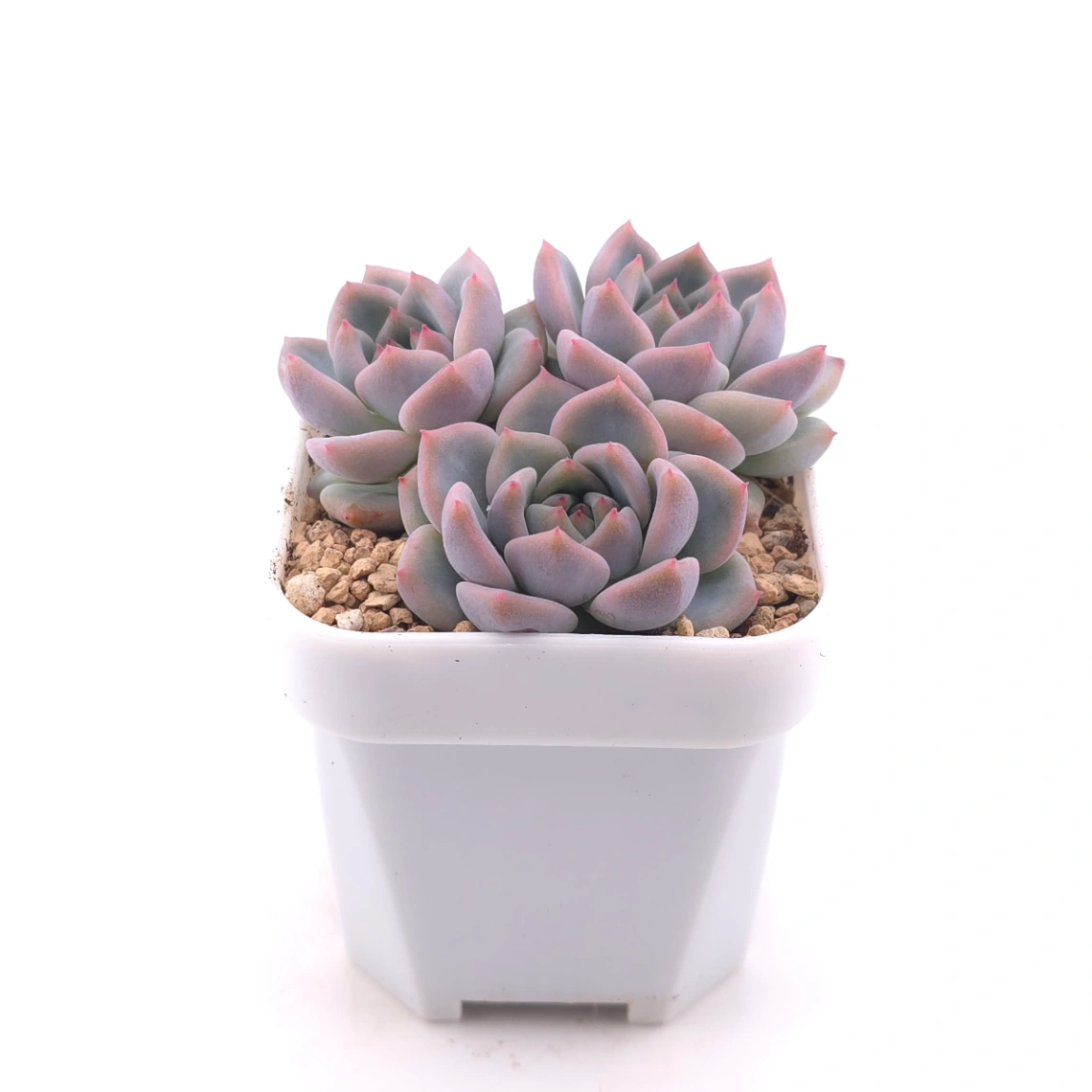 Echeveria ‘Snow Melanie’ | 雪媚娘 thumbnail 3