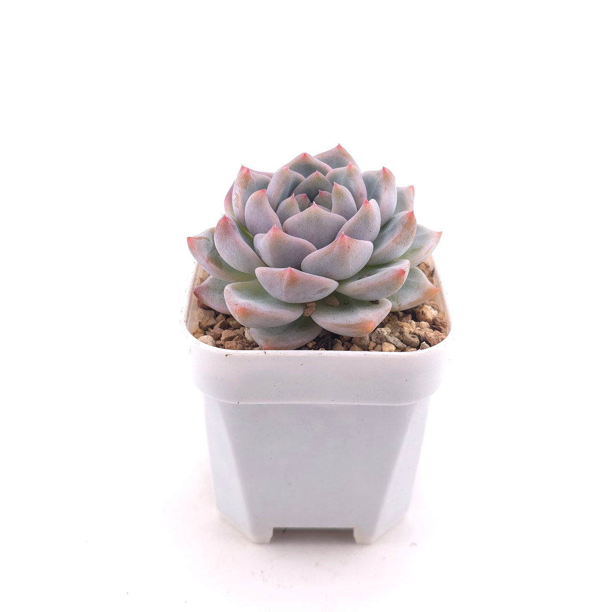 Echeveria ‘Snow Melanie’ | 雪媚娘 thumbnail 3
