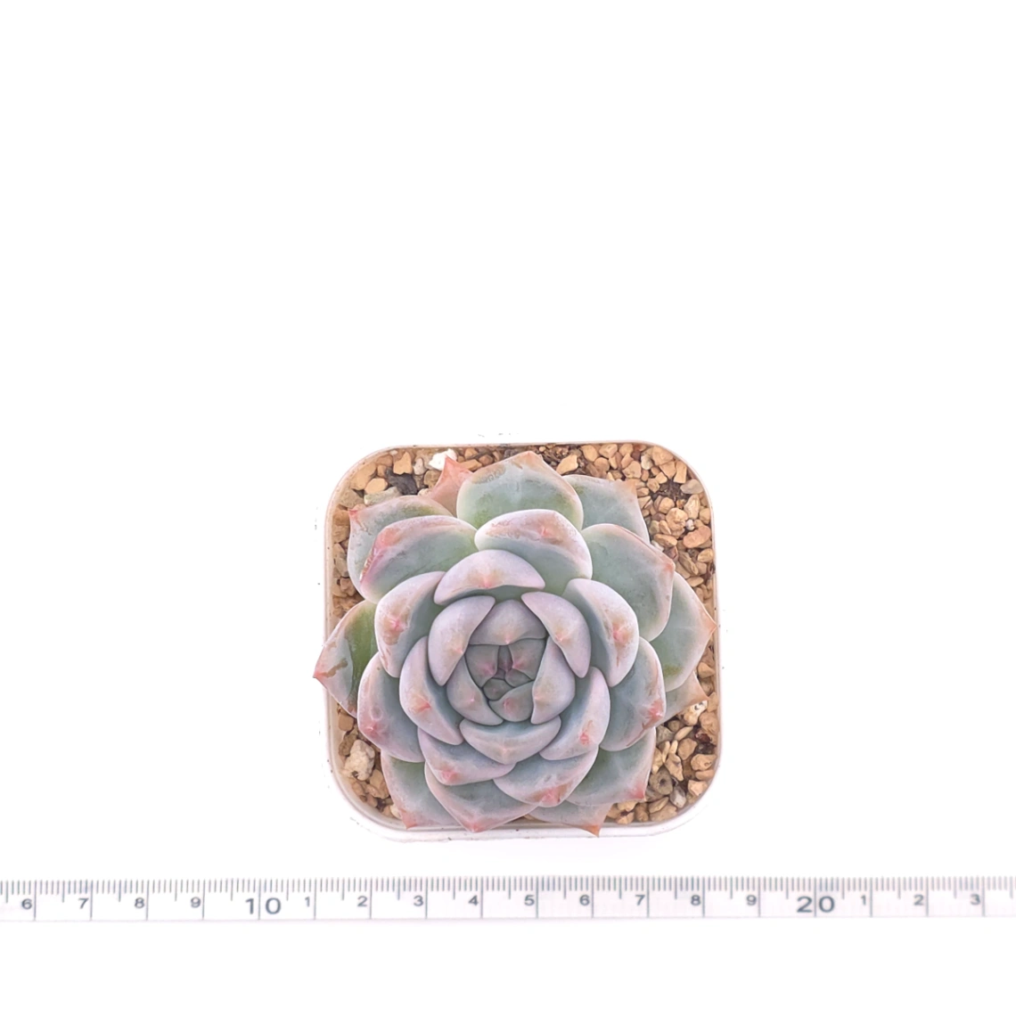 Echeveria ‘Snow Melanie’ | 雪媚娘 thumbnail 4