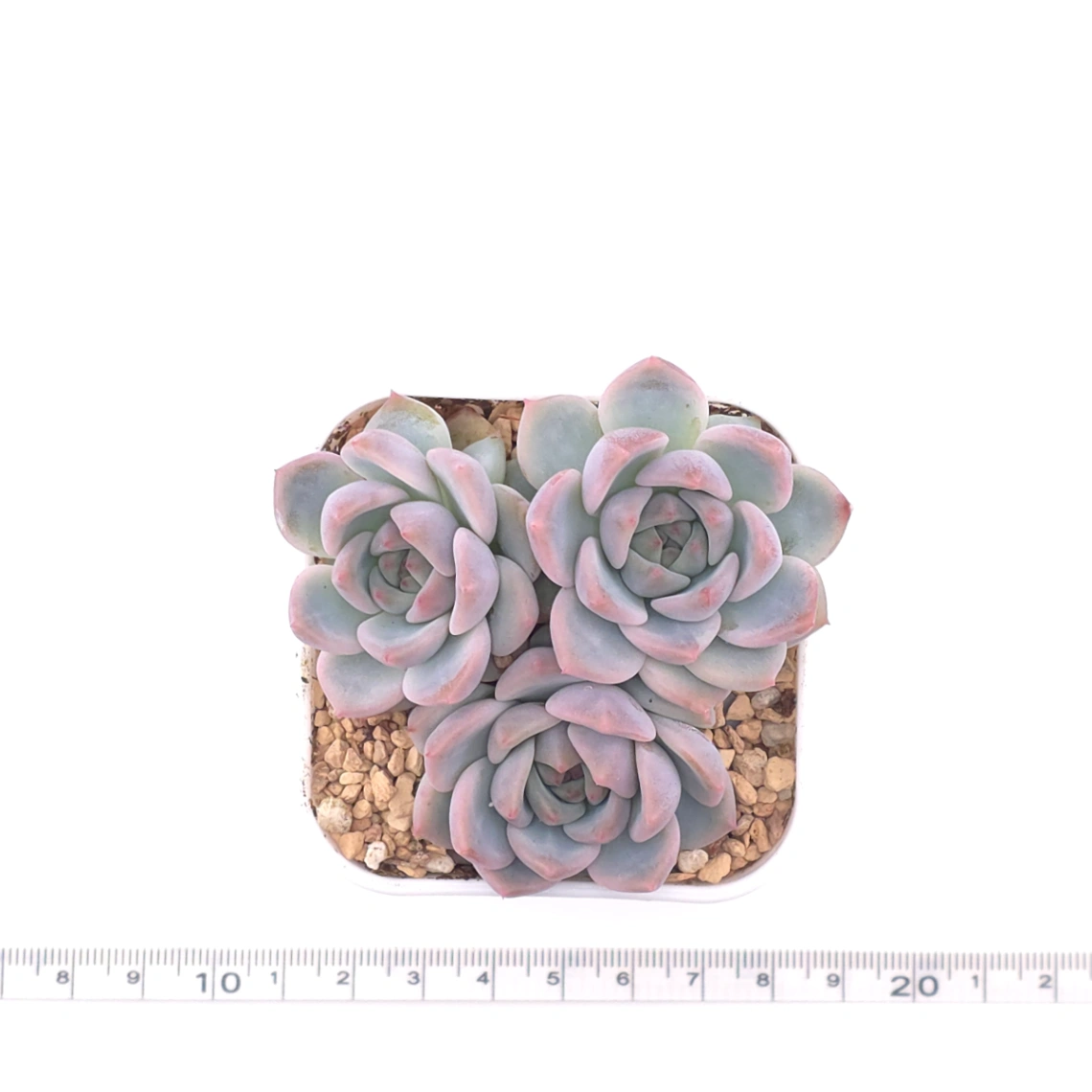 Echeveria ‘Snow Melanie’ | 雪媚娘 thumbnail 4