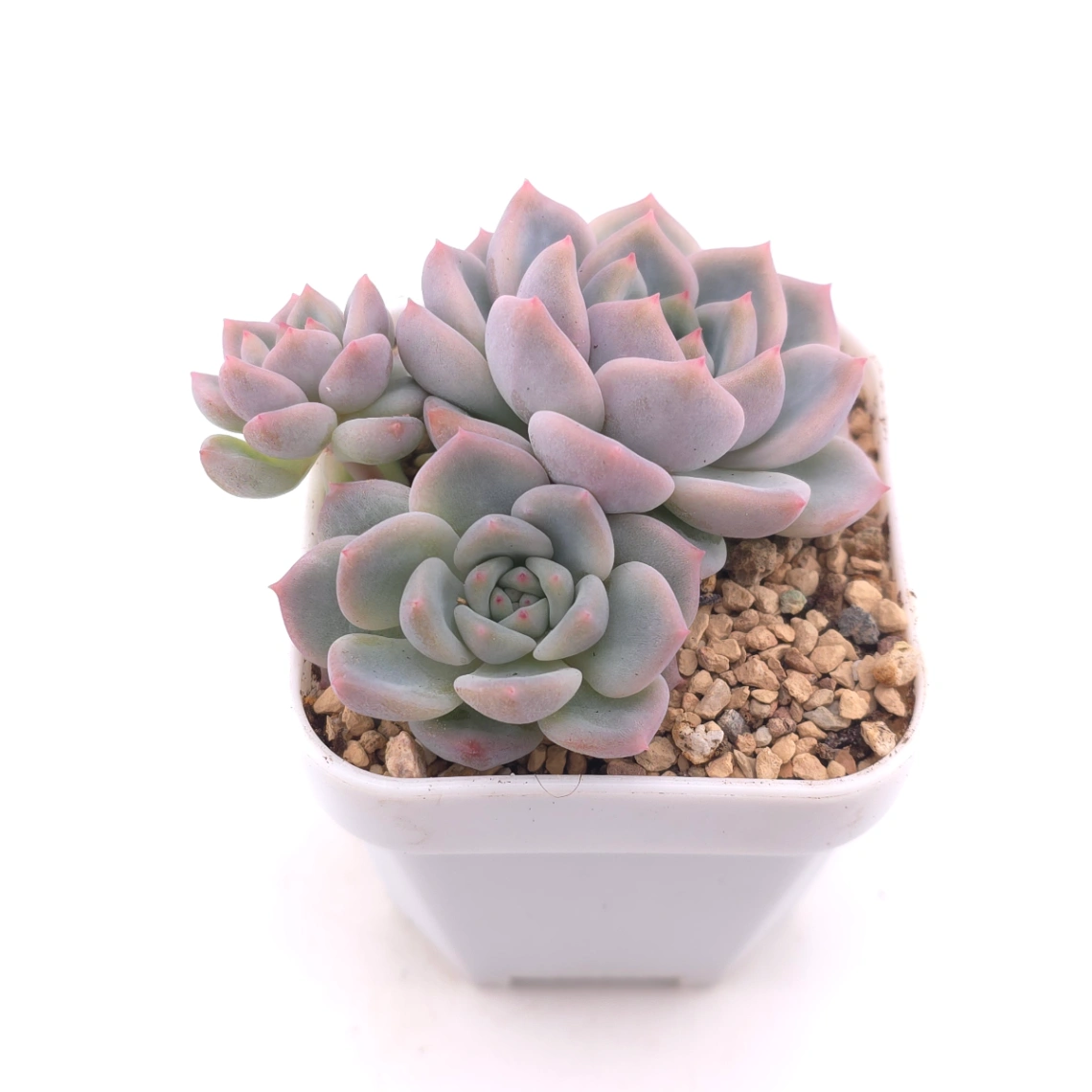 Echeveria ‘Snow Melanie’ | 雪媚娘 thumbnail 2