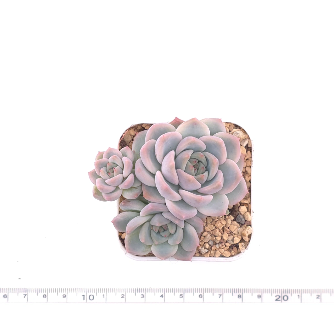 Echeveria ‘Snow Melanie’ | 雪媚娘 thumbnail 4