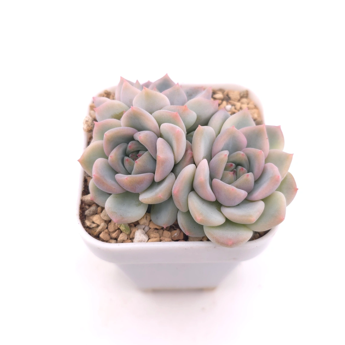 Echeveria ‘Snow Melanie’ | 雪媚娘 thumbnail 2