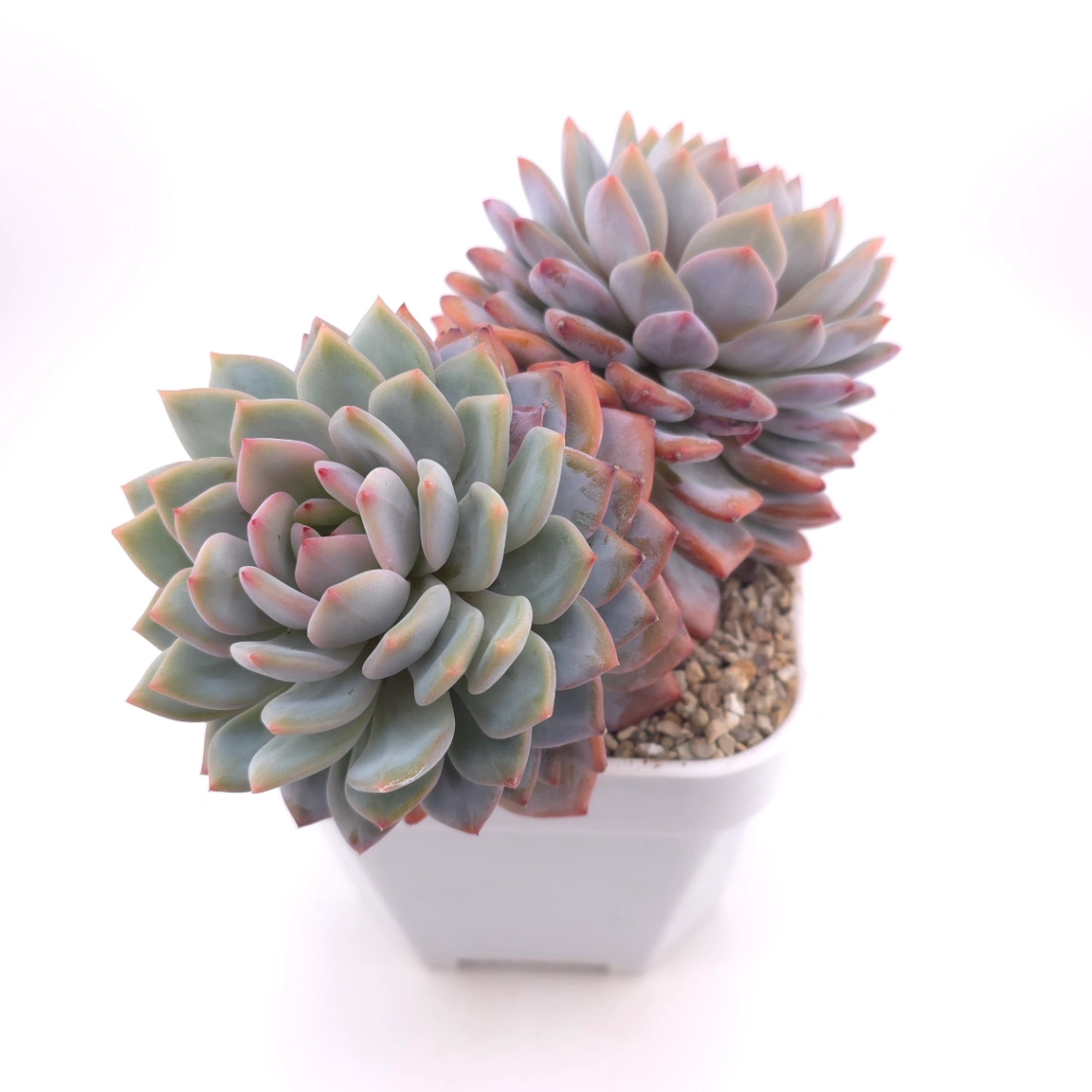 Echeveria ‘Star Orange’ | 星星橙 thumbnail 2