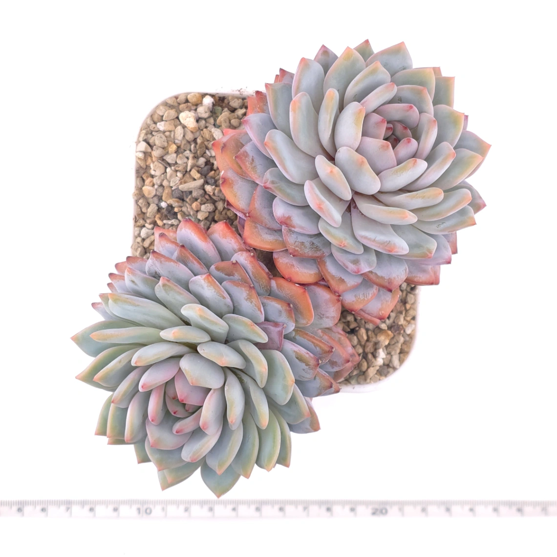 Echeveria ‘Star Orange’ | 星星橙 thumbnail 4