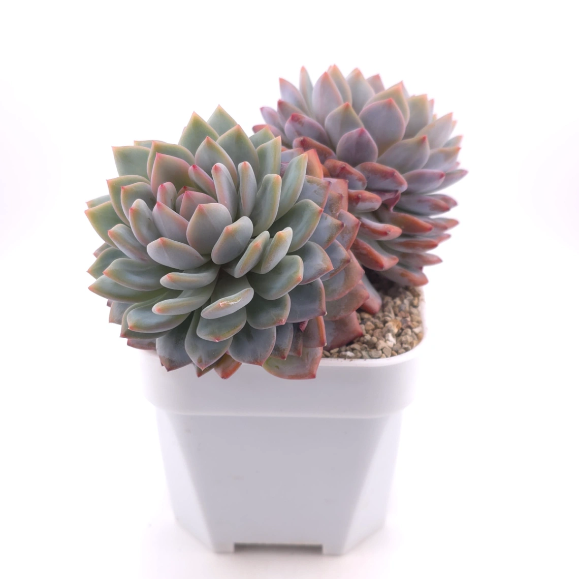 Echeveria ‘Star Orange’ | 星星橙 thumbnail 3