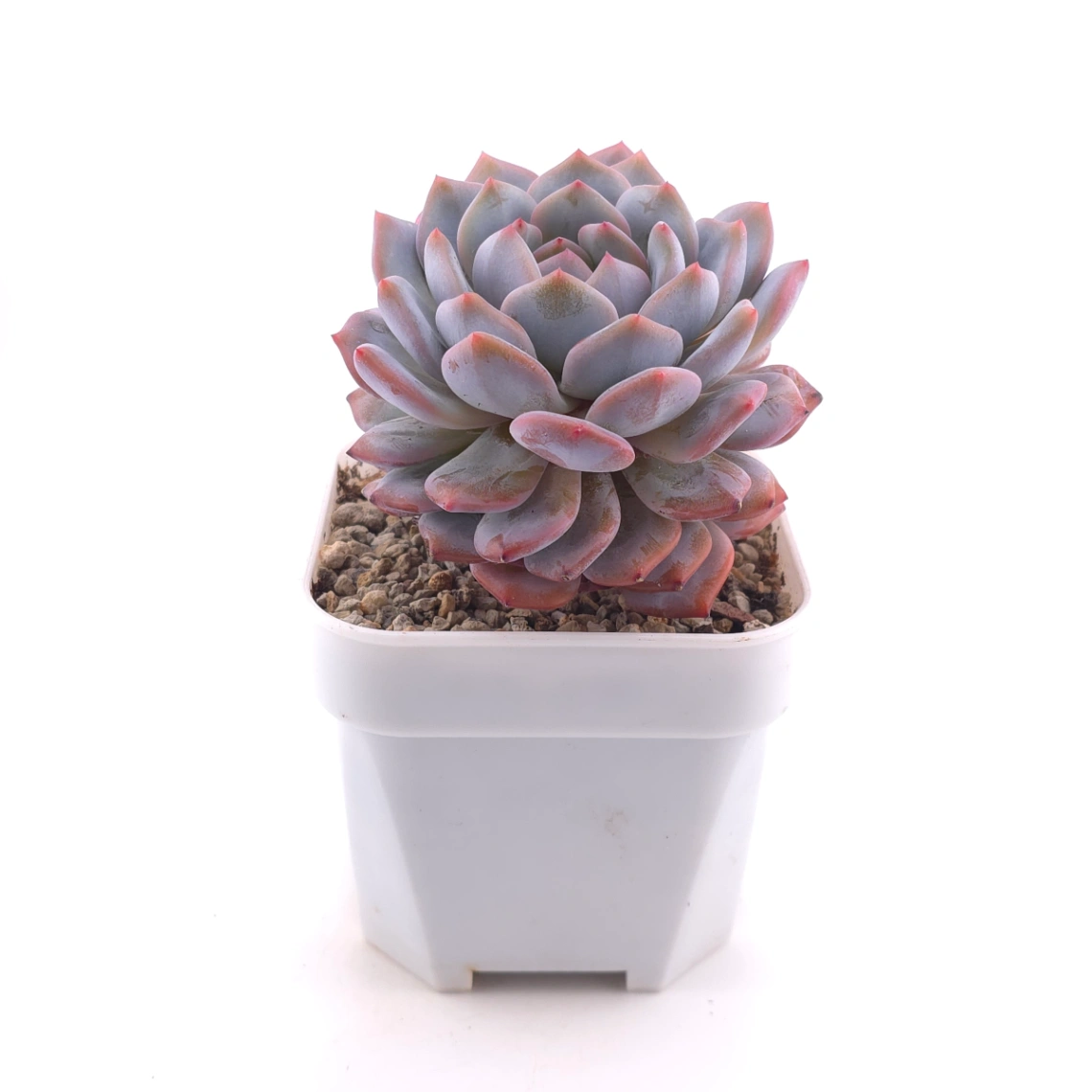 Echeveria ‘Star Orange’ | 星星橙 thumbnail 3