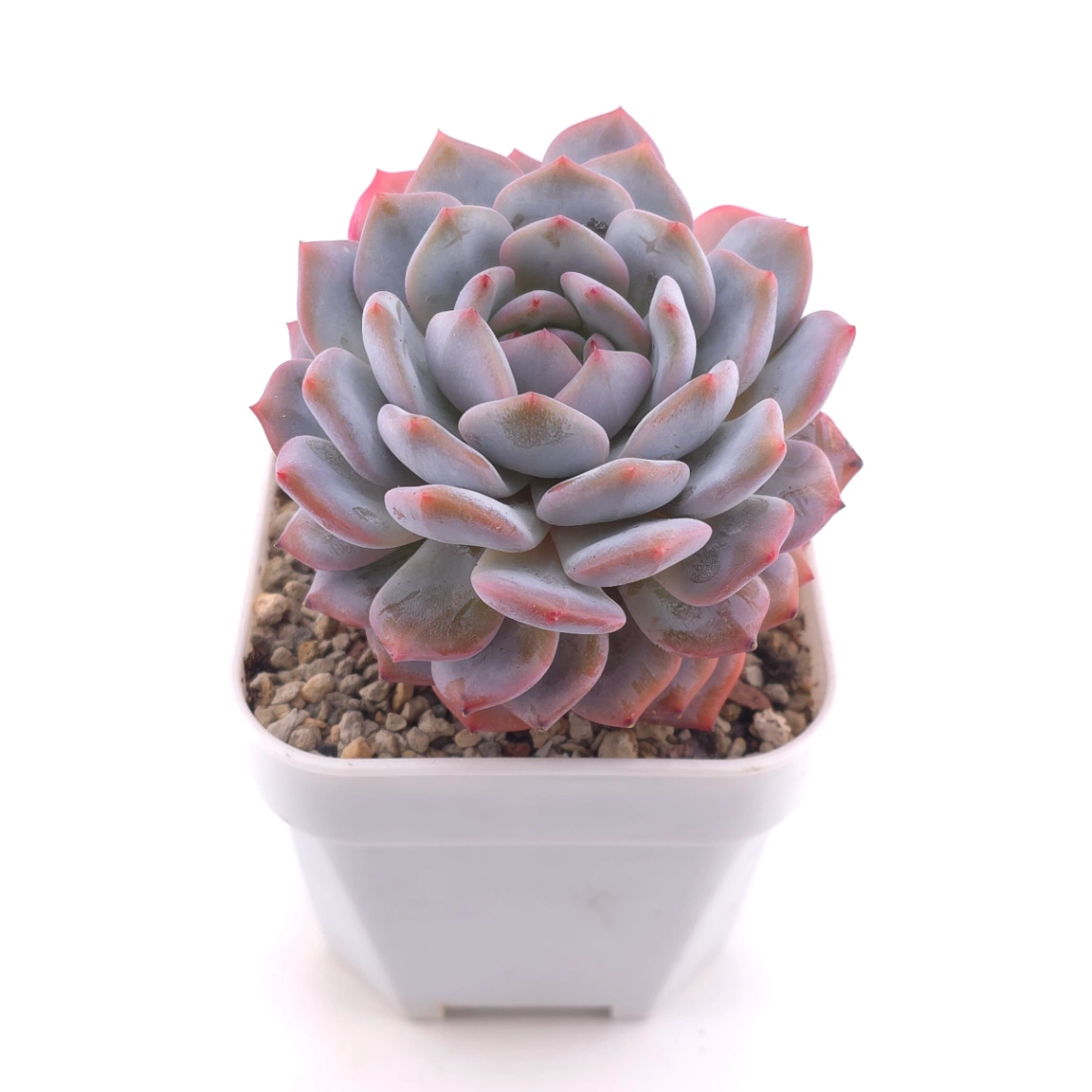 Echeveria ‘Star Orange’ | 星星橙 thumbnail 2