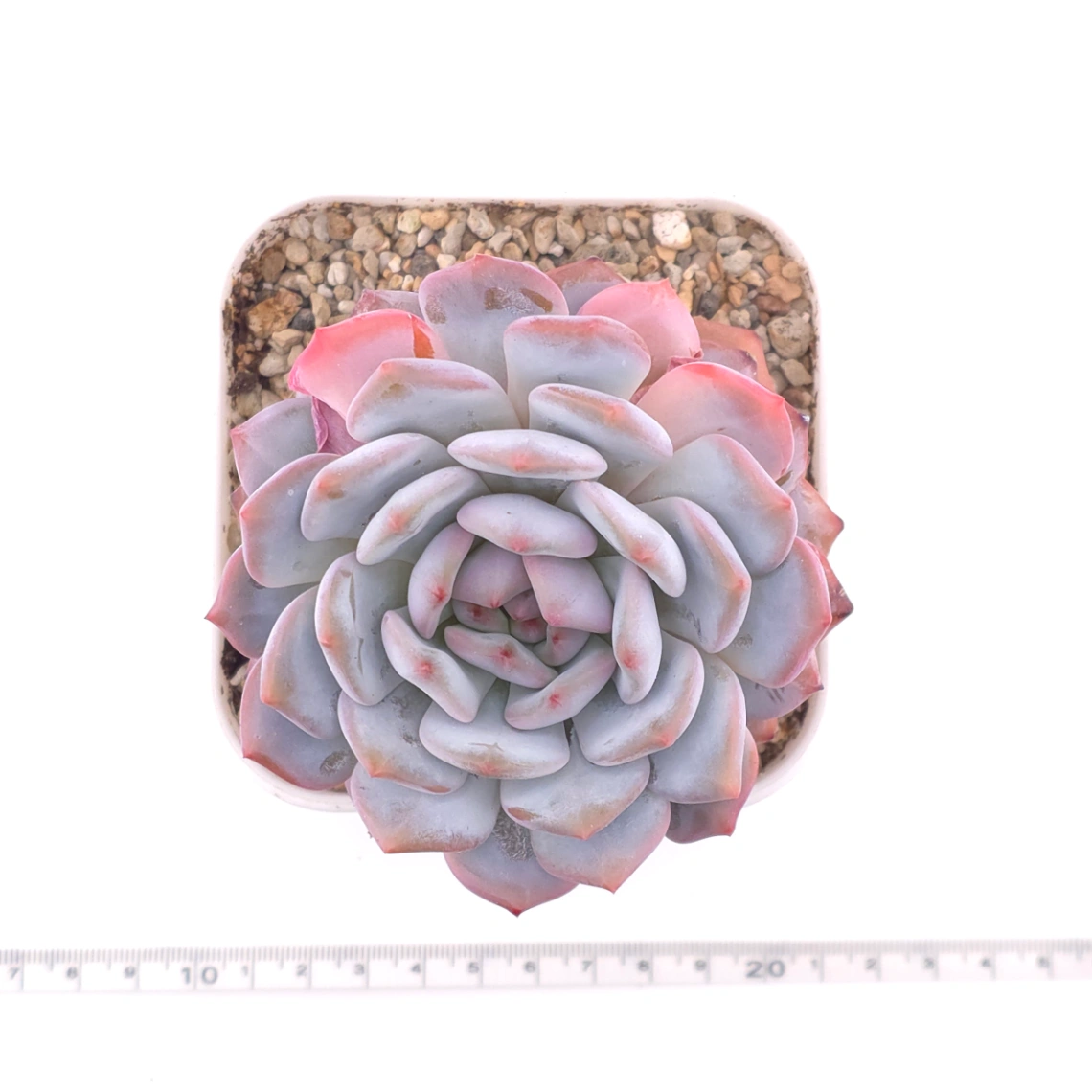 Echeveria ‘Star Orange’ | 星星橙 thumbnail 4