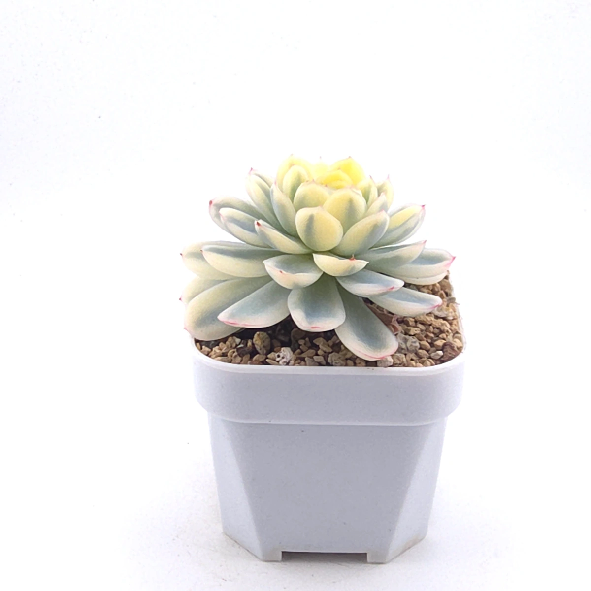 Echeveria ‘Strawberry Ice’ variagated | 草莓冰錦 thumbnail 3