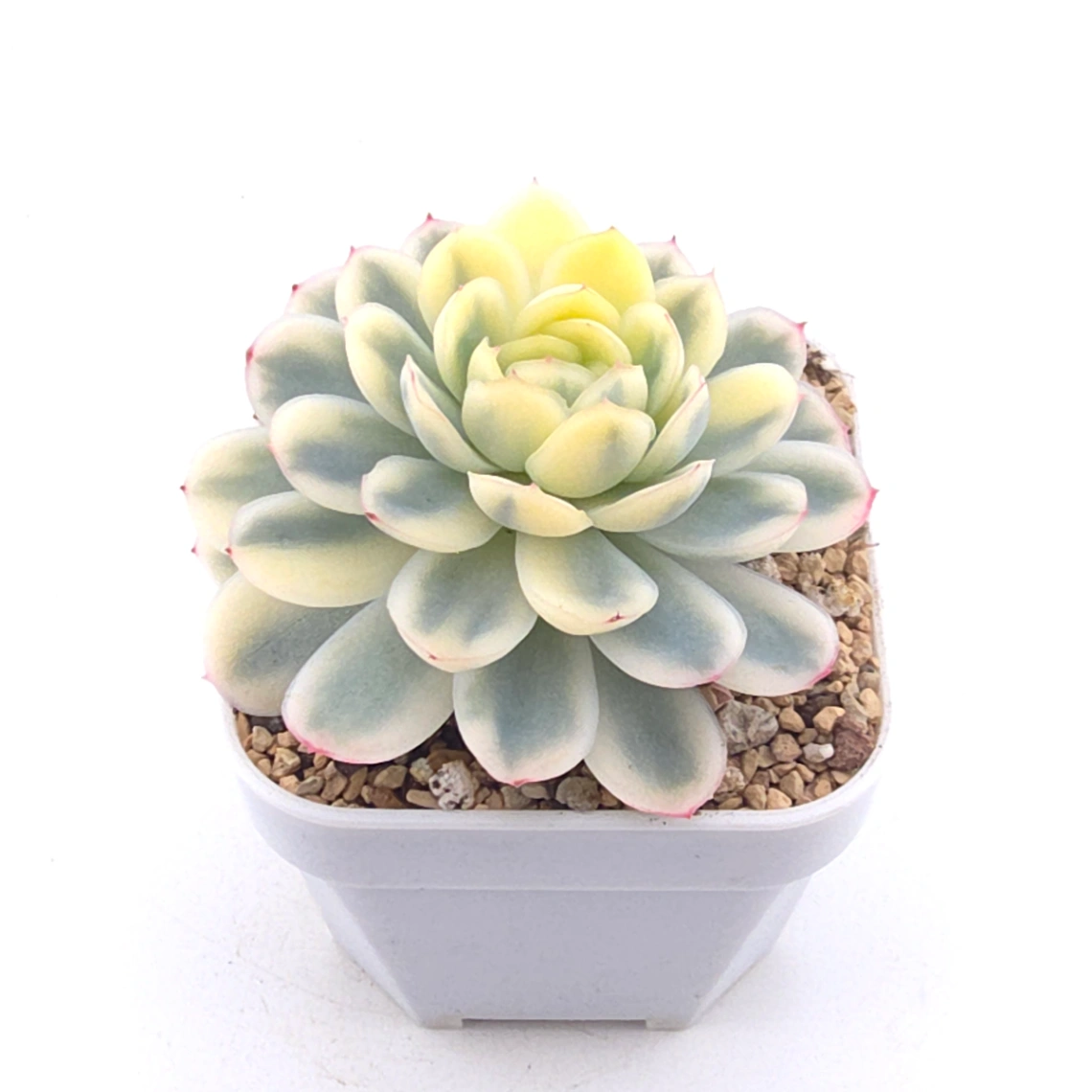 Echeveria ‘Strawberry Ice’ variagated | 草莓冰錦 thumbnail 2