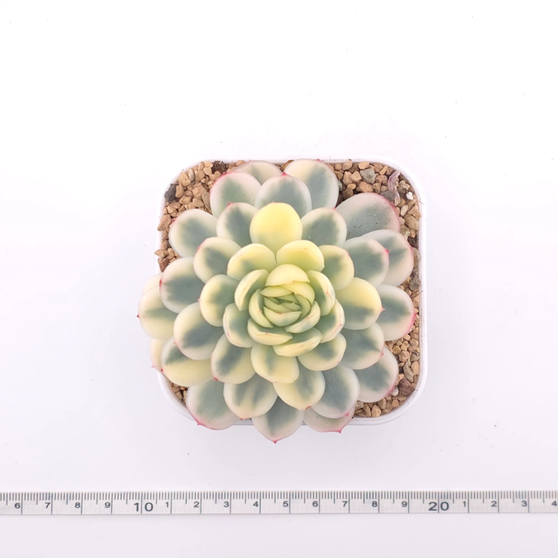 Echeveria ‘Strawberry Ice’ variagated | 草莓冰錦 thumbnail 4