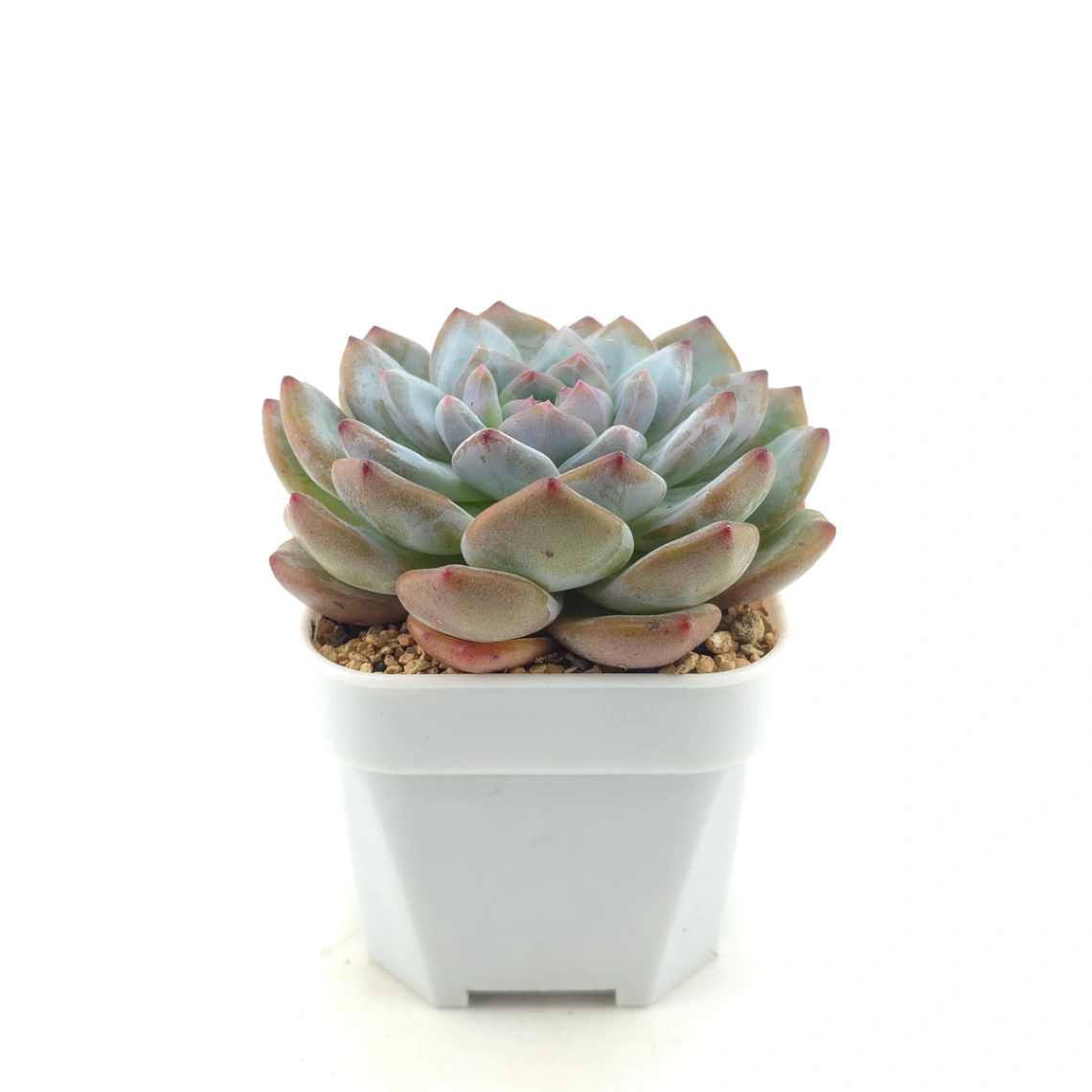 Echeveria ‘Sugar Heart Monroe’ | 糖心夢露 thumbnail 3
