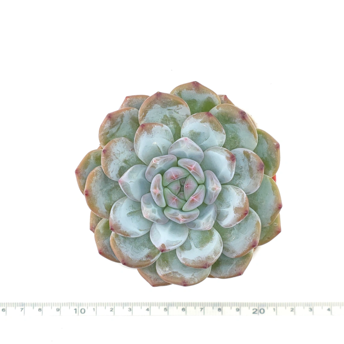 Echeveria ‘Sugar Heart Monroe’ | 糖心夢露 thumbnail 4
