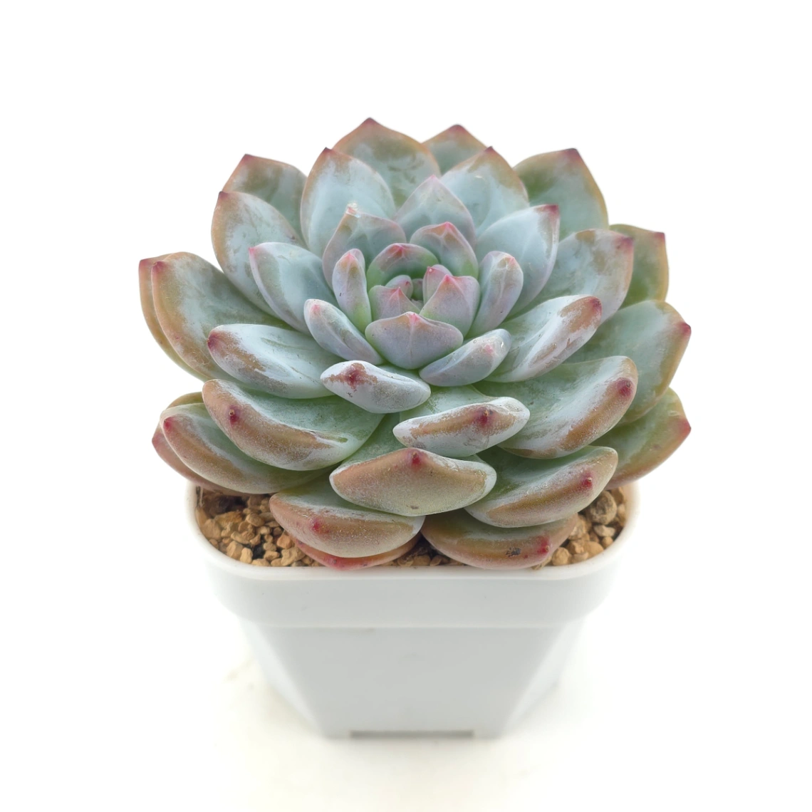 Echeveria ‘Sugar Heart Monroe’ | 糖心夢露 thumbnail 2