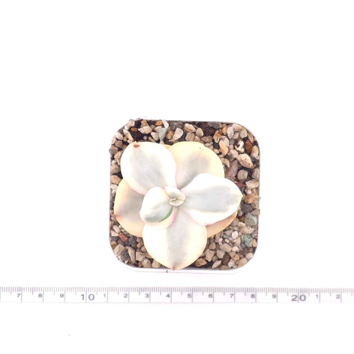 Echeveria 'Suyon' variegated | 初吻 thumbnail 4