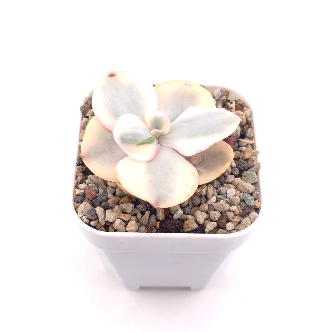 Echeveria 'Suyon' variegated | 初吻 thumbnail 2