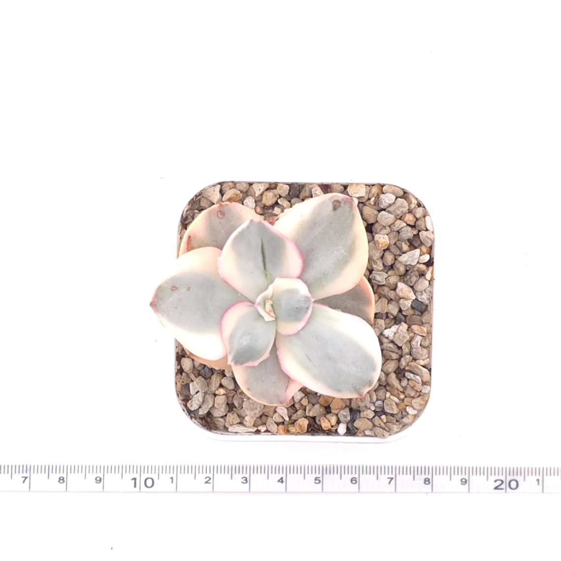 Echeveria 'Suyon' variegated | 初吻 thumbnail 4