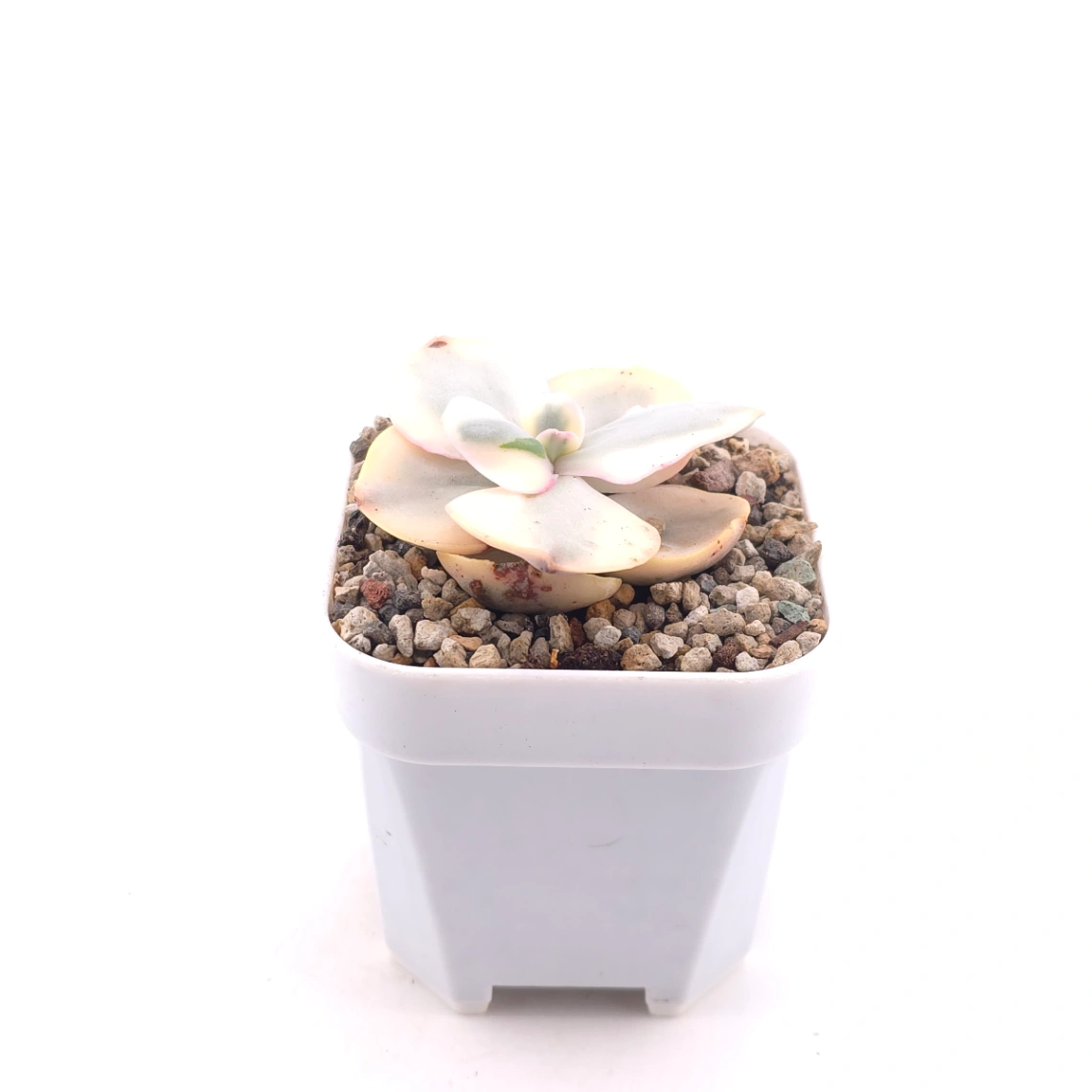 Echeveria 'Suyon' variegated | 初吻 thumbnail 3