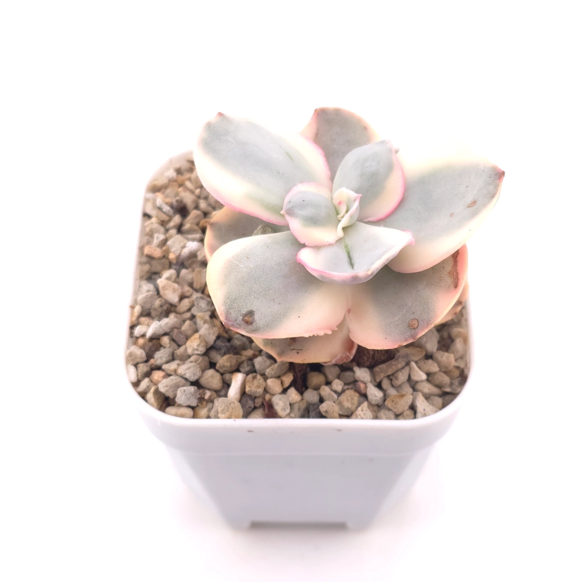 Echeveria 'Suyon' variegated | 初吻 thumbnail 2