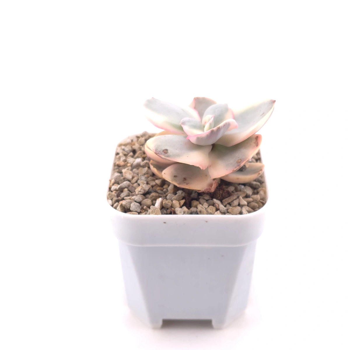 Echeveria 'Suyon' variegated | 初吻 thumbnail 3