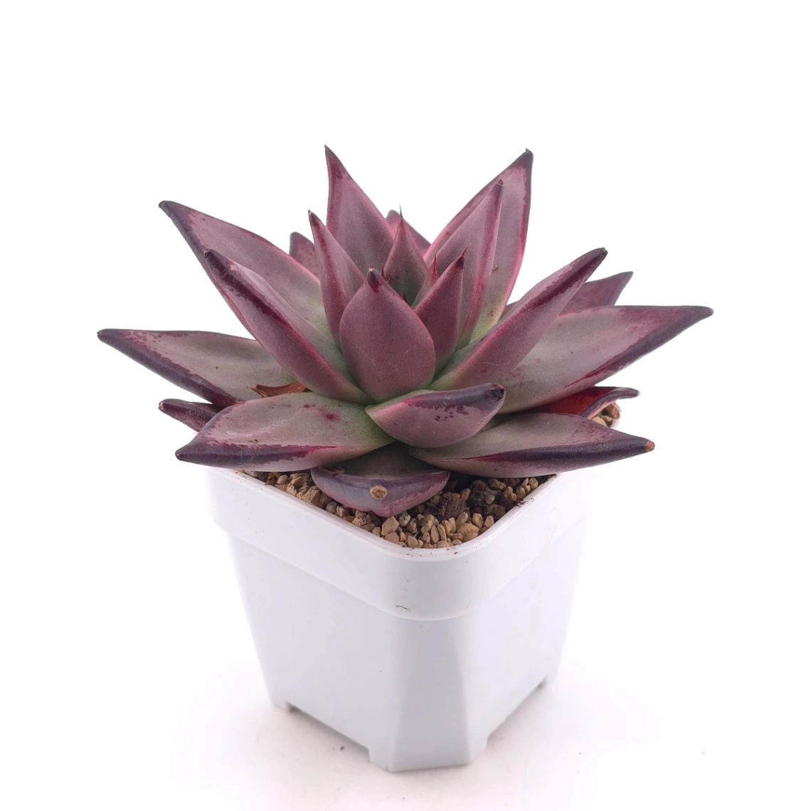Echeveria 'The Devil' | 紅魔鬼 thumbnail 3