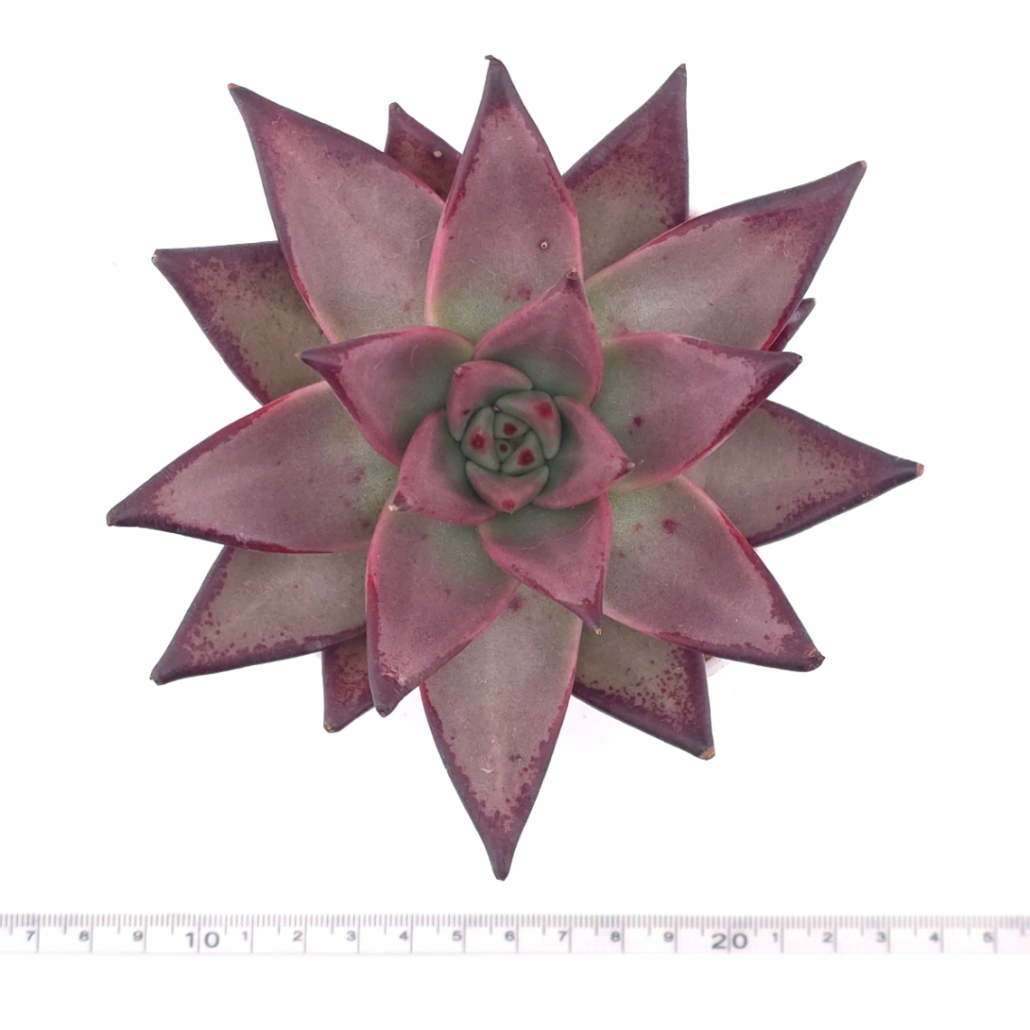 Echeveria 'The Devil' | 紅魔鬼 thumbnail 4